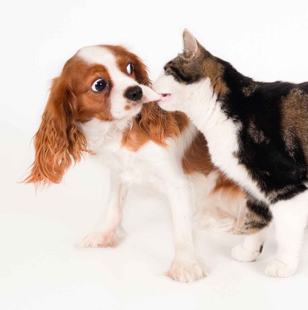 Lovely dog and cat