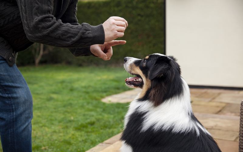 Does Renters Insurance Cover Dog Bites? Coverage, Exclusions, and What Renters Should Check